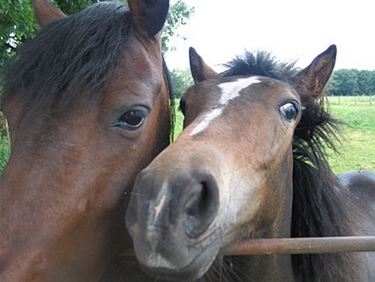 'Bodem van paardenweides is uit evenwicht'