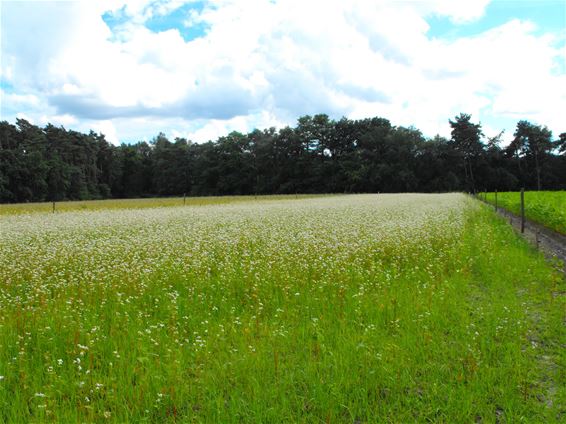 Boekweit in volle bloei - Hechtel-Eksel