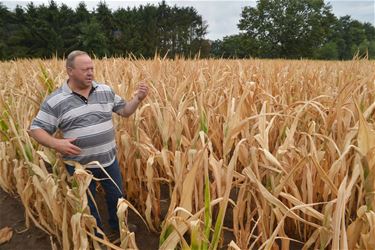 Boeren vergoed voor schade droogte 2018 - Beringen