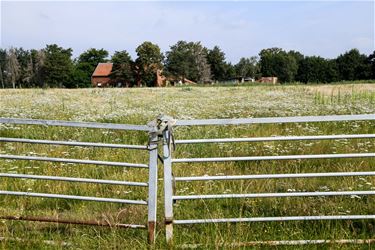 Boerenwijsheid (14) - Beringen