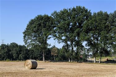 Boerenwijsheid (15) - Beringen