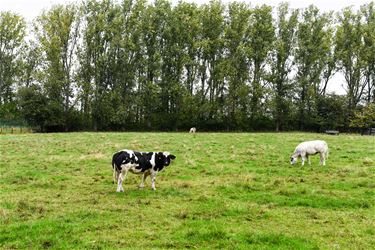 Boerenwijsheid (23) - Beringen