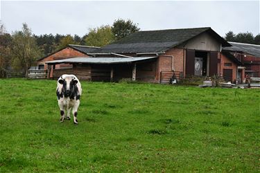 Boerenwijsheid (26) - Beringen