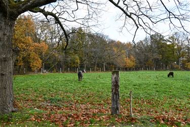 Boerenwijsheid (28) - Beringen