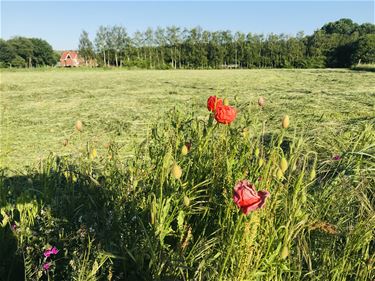 Boerenwijsheid (3) - Beringen