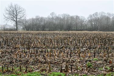 Boerenwijsheid (36) - Beringen