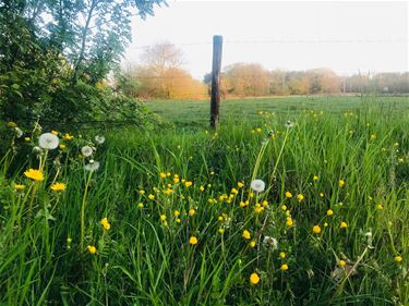 Boerenwijsheid (48) - Beringen