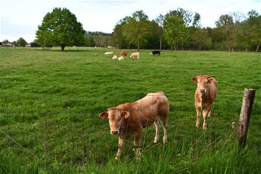 Boerenwijsheid (51) - Beringen