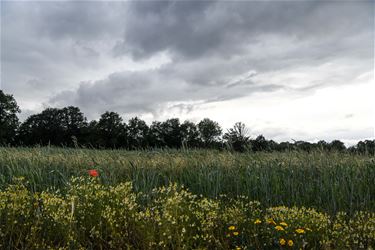 Boerenwijsheid (6) - Beringen & Leopoldsburg