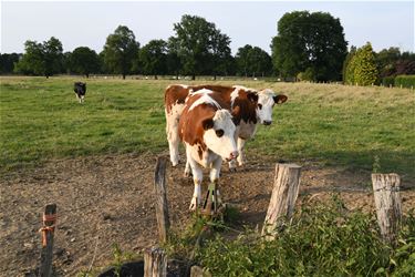 Boerenwijsheid (8) - Beringen