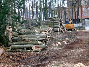 Bomen directeurspark Beringen-Mijn geveld - Beringen