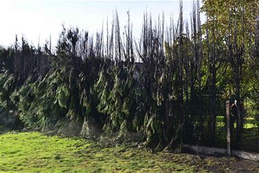 Bomen gaan in vlammen op in Beverlo - Beringen