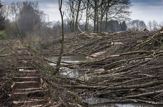 Bomen gekapt aan de Fossé - Lommel