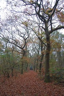 Bomen gekapt voor verkaveling - Hamont-Achel