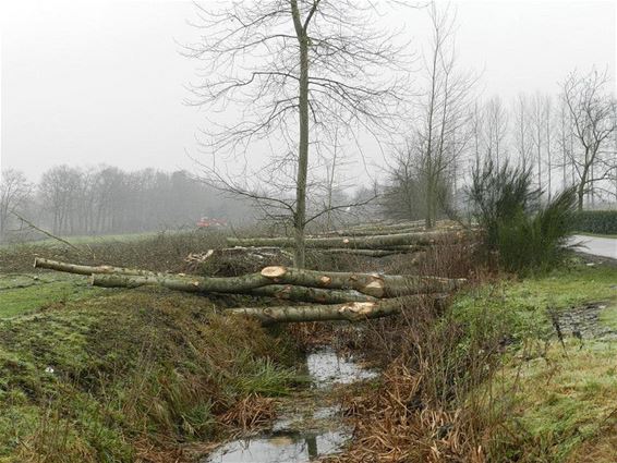 Bomen gerooid aan Oude Maai - Lommel