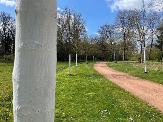 Bomen hebben last van de zon - Beringen
