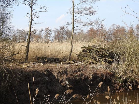 Bomen kappen voor project 'Roerdomp' - Pelt
