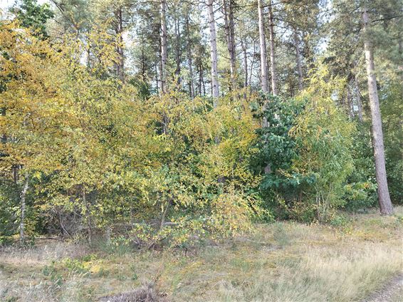 Bomen lijken de herfst al te voelen - Lommel