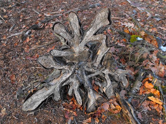 Bomen op steltwortels - Hechtel-Eksel