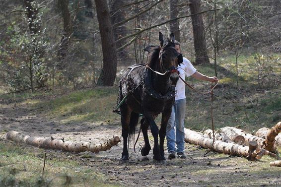 Bomen sleuren in het duinengebied - Hechtel-Eksel