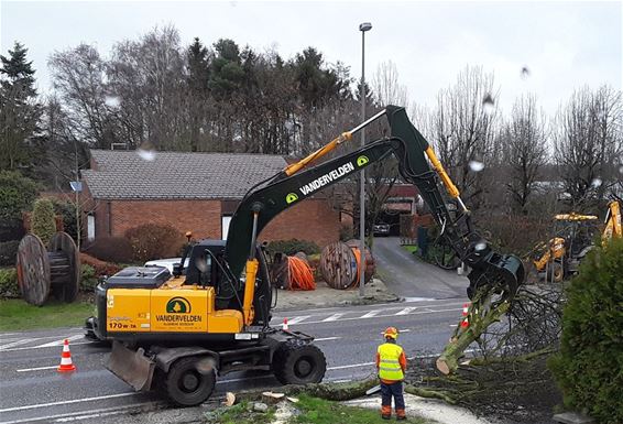 Bomen verdwijnen op de Hamonterweg - Neerpelt