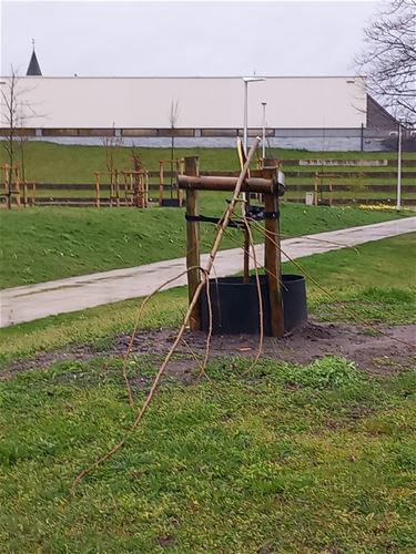 Bomen vernield aan scholencampus - Peer