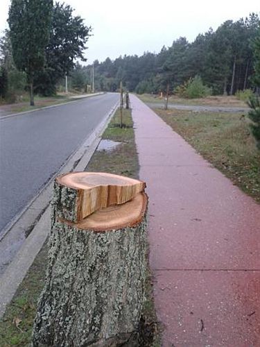 Bomen vernield over 700m - Lommel