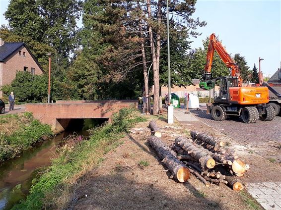 Bomen verwijderd op het Kerkplein - Neerpelt