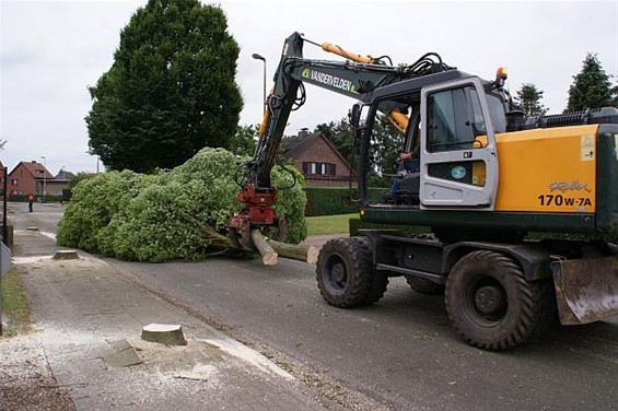 Bomen weg in de Kruisstraat - Overpelt