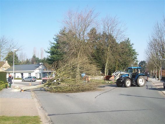 Bomen weg in Stokerijstraat - Lommel