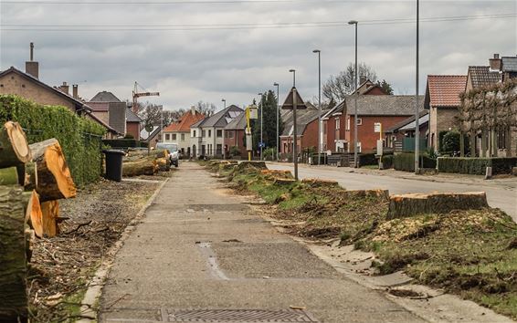 Bomen weg langs de Breugelweg - Overpelt