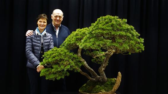 Bonsai-expo in het Klosterhof - Lommel