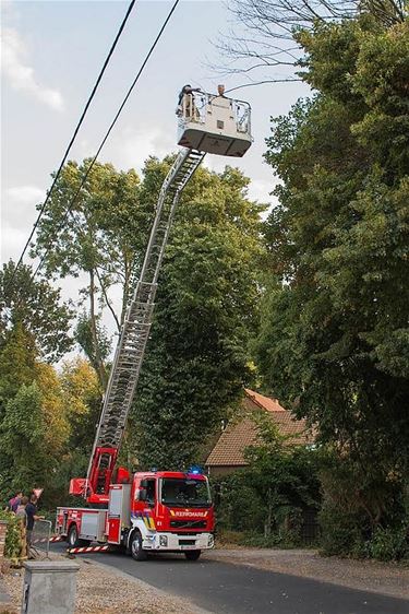 Boom geveld aan de Neuserdijk - Overpelt