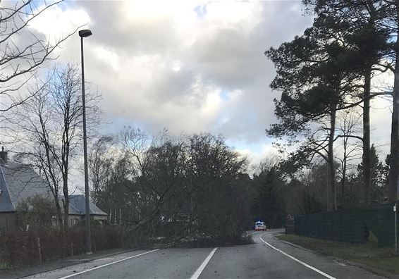 Boom geveld door de wind - Hechtel-Eksel