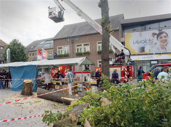 Boom neergehaald op Marktplein - Lommel