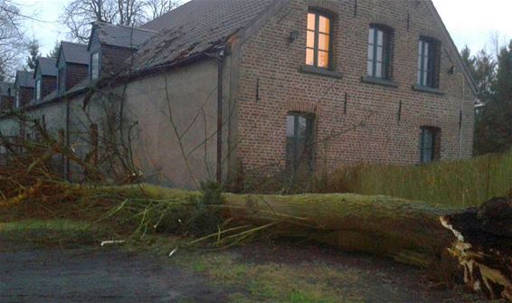 Boom omgewaaid in Stevensvennen - Lommel