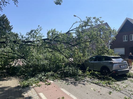 Boom op auto - Beringen