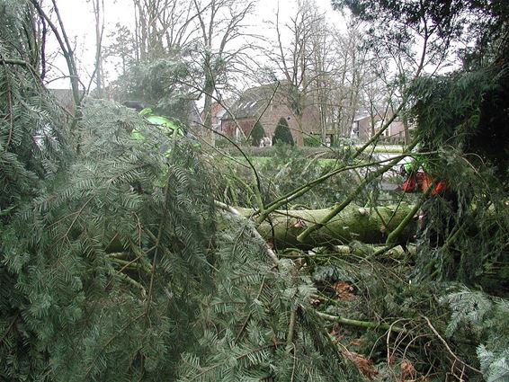 Boom op rotonde - Hamont-Achel