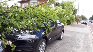 Boom op wagen - Lommel