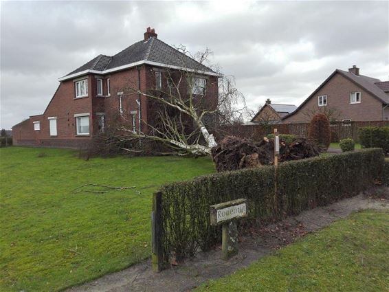 Boom valt tegen woning - Hamont-Achel