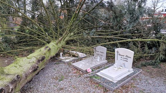 Boom vernielt enkele graven in Stal - Beringen