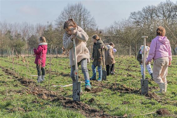 Boomplantactie in het Hobos - Pelt