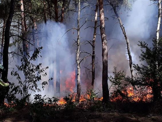 Bosbrand aan de Teutenweg - Lommel