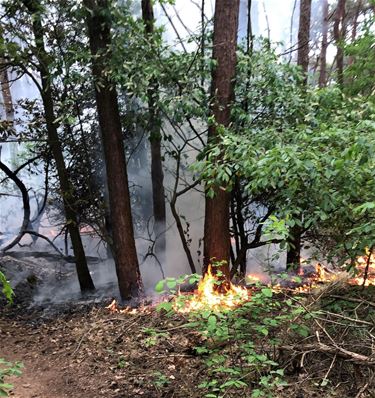 Bosbrandje in Kaulille snel geblust - Bocholt