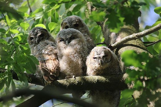 Bosuiltjes in het Hènt - Pelt