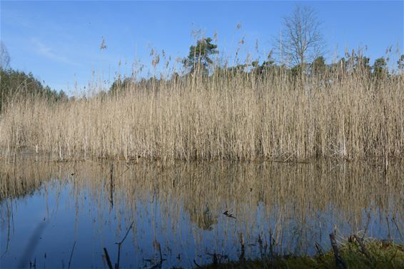 Boswachters mogen boetes uitschrijven - Beringen