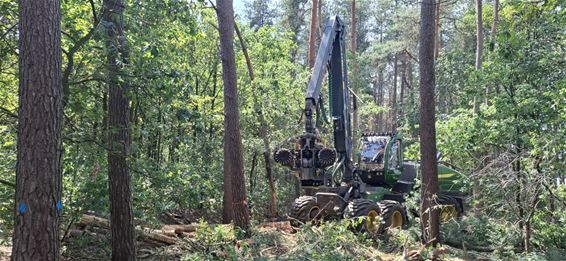 Boswerken bereiden natuurbegraafplaats voor - Pelt