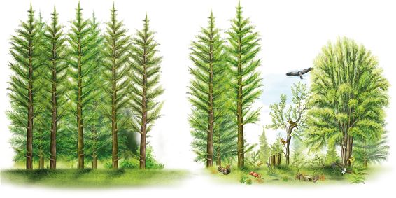 Bree - Boswerken in Duinengordel