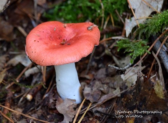 Braakrussula in herfsttooi - Peer