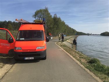 Brandweer haalt dode karpers uit kanaal - Beringen